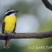 kiskadee_great_tar_h_0778_cos1111.jpg